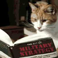 חתול מדפדף בספר