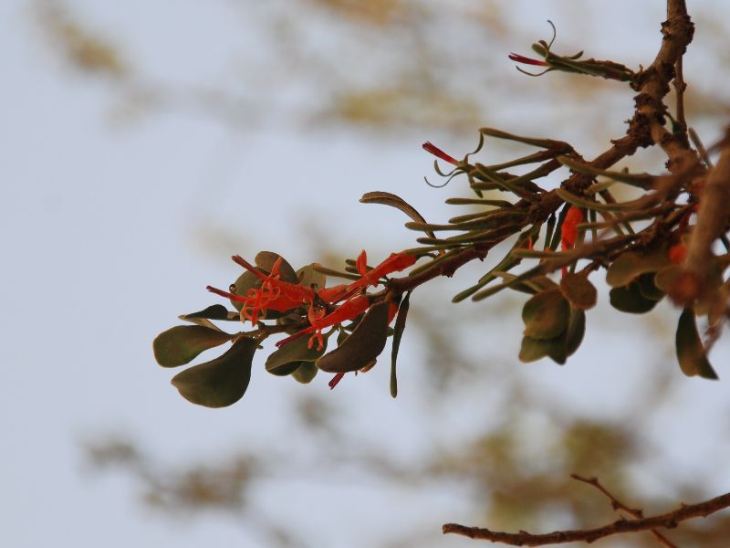 הרנוג השיטים Plicosepalus acaciae