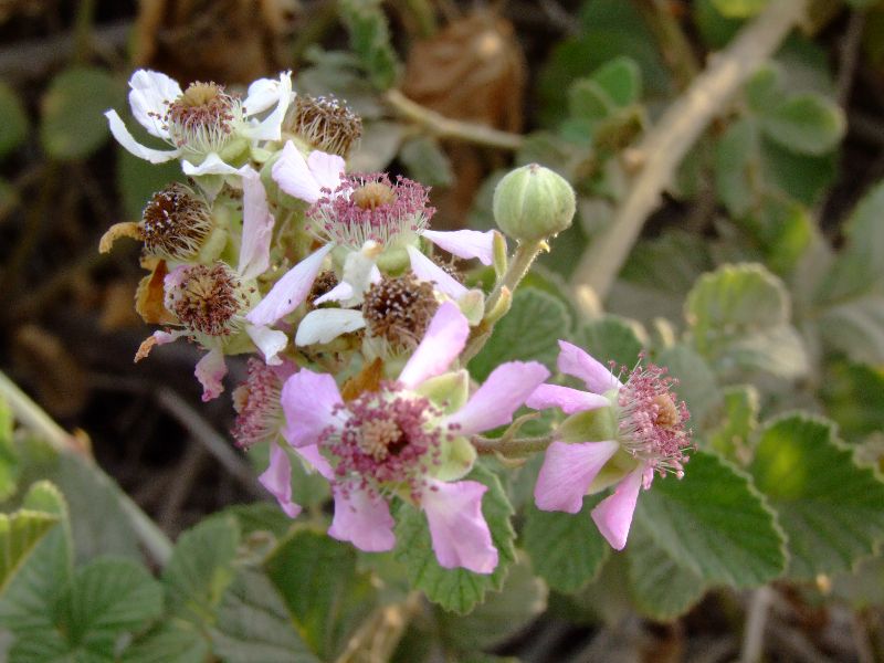 פטל Rubus