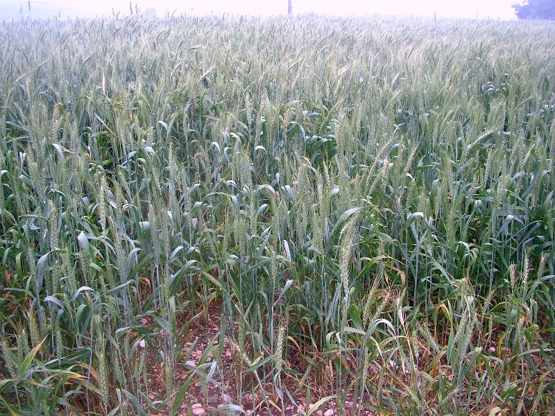 חיטת הבר Triticum dicoccoides, ליקוט צמחים