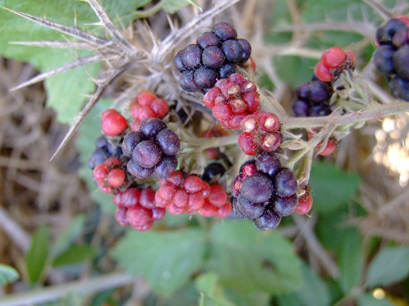 פטל Rubus