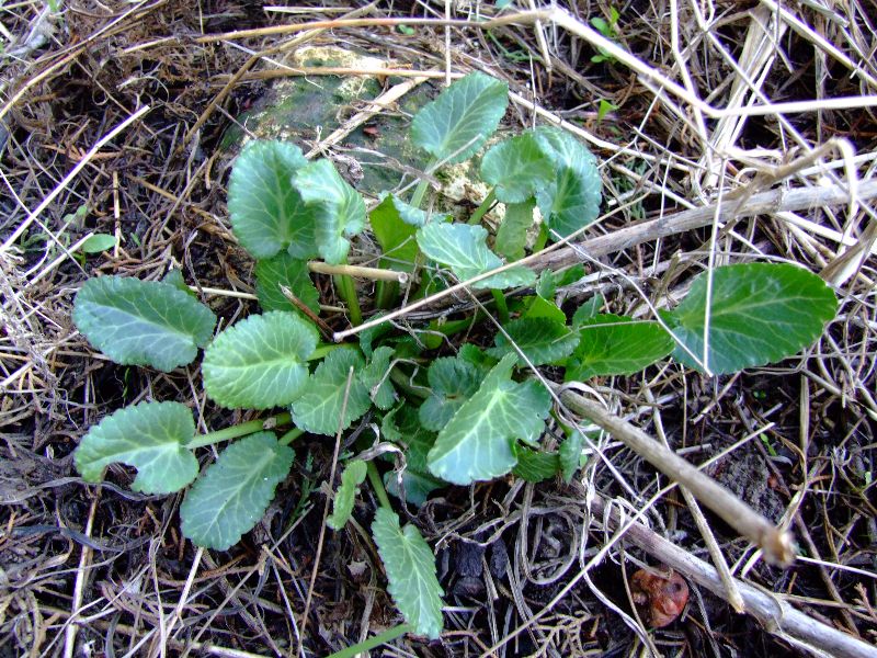 חרחבינה מכחילה ((Eryngium creticum