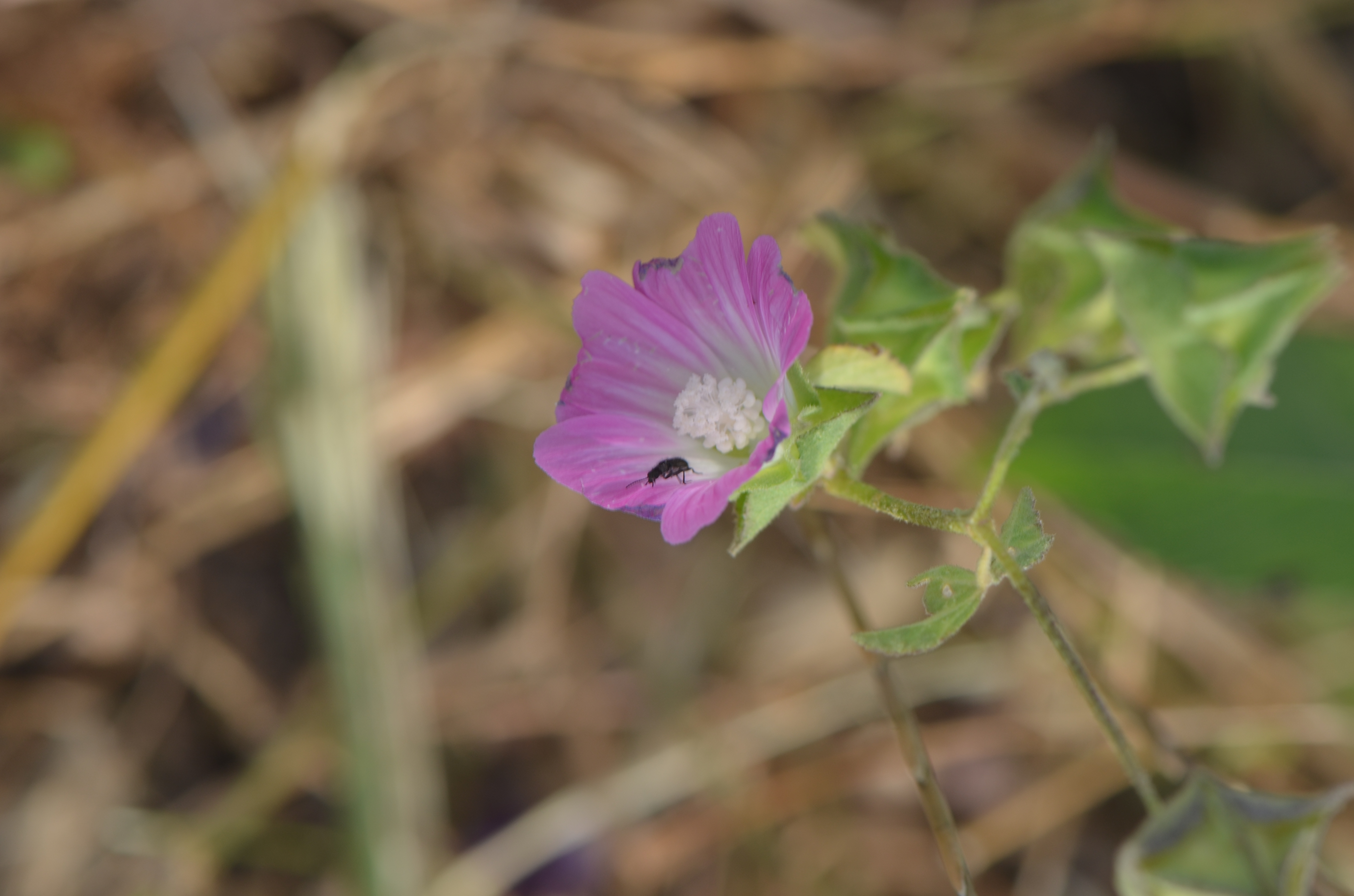 מעוג מנוקד (Lavatera punctata)