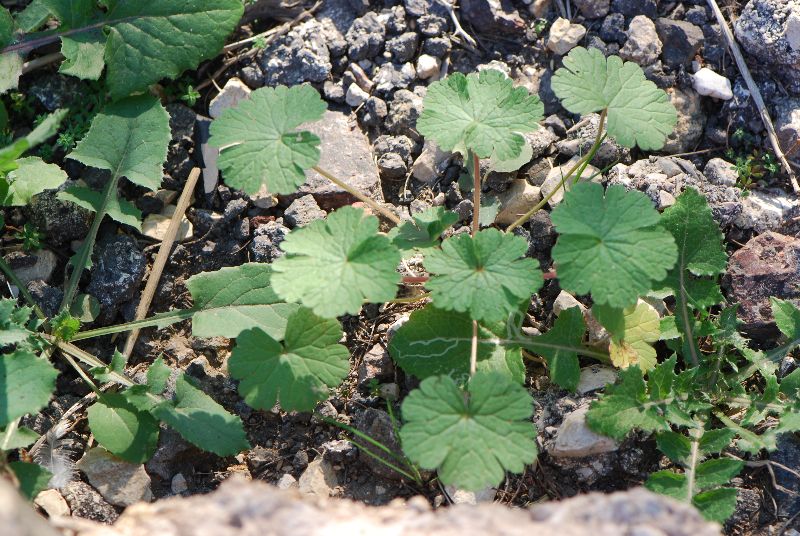 גרניון רך Geranium molle יש מה לאכול, צמח בר למאכל