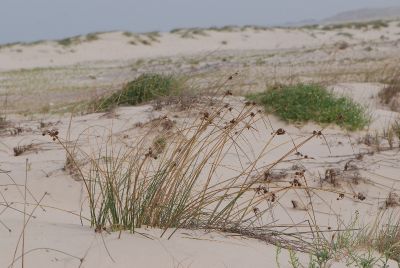 אגמון הכדורים Scirpus holoschoenus צמחי חוף, ליקוט