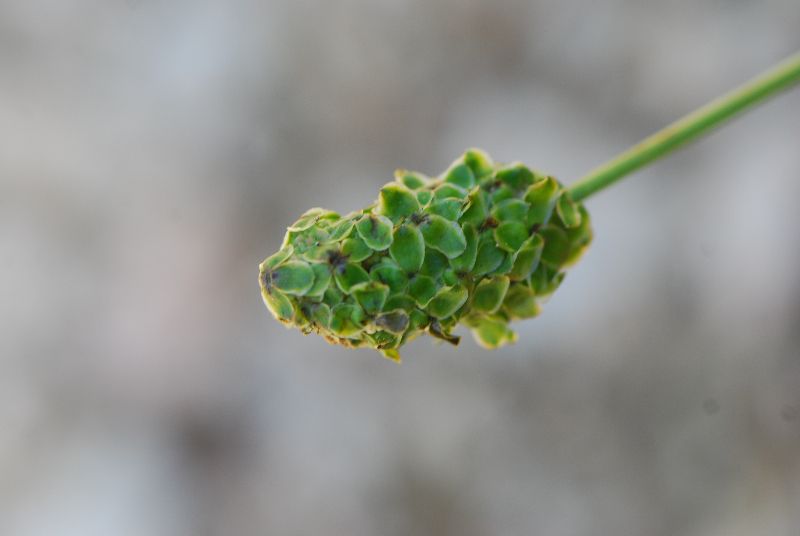 בן סירה מיובל minor Sanguisorba