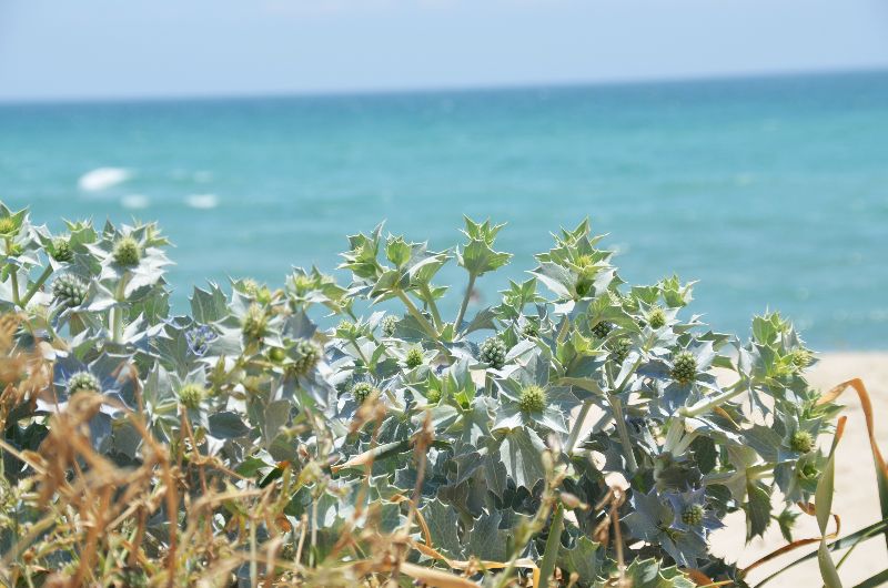 חרחבינה חופית (Eryngium maritimum)