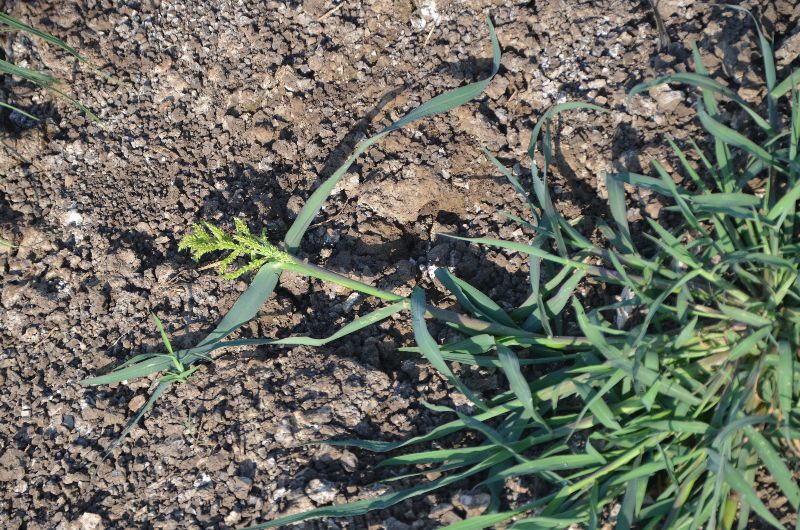 עבדקן הדורים Polypogon viridis, ליקוט צמחי בר