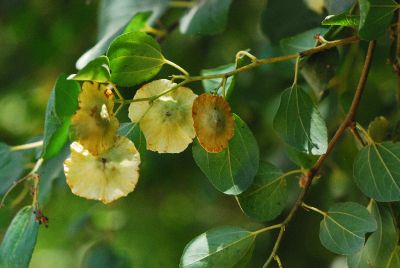 אשמר קוצני Paliurus spina-christi בית נטופה