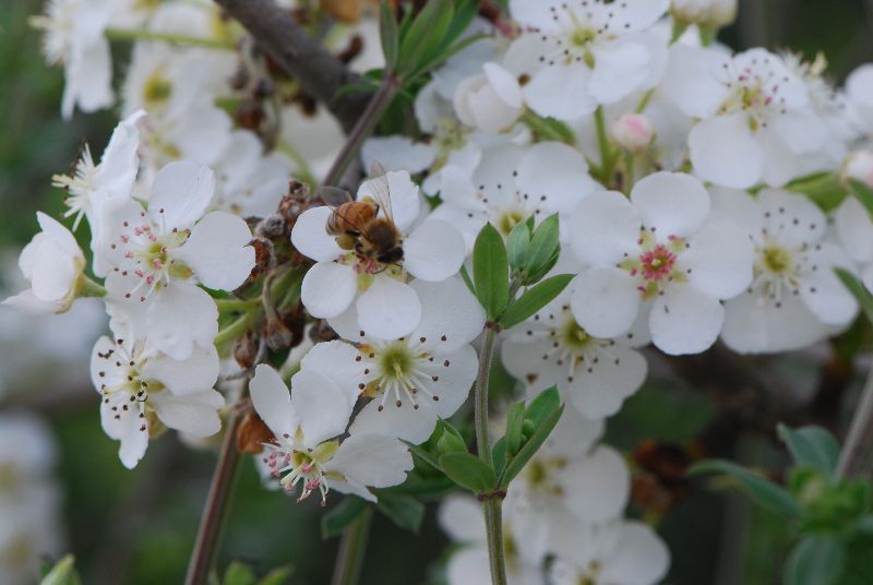 אגס סורי Pyrus syriaca