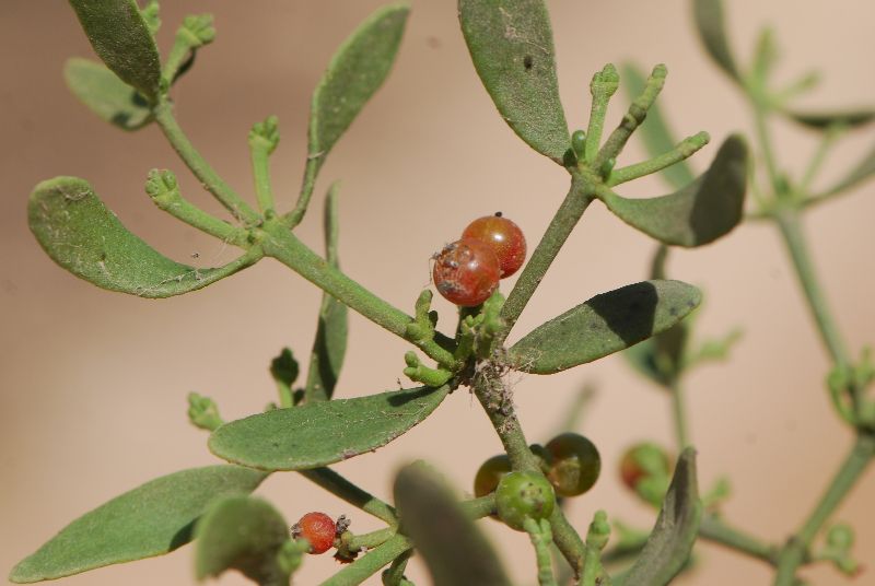 דבקון הזית - Viscum cruciatum