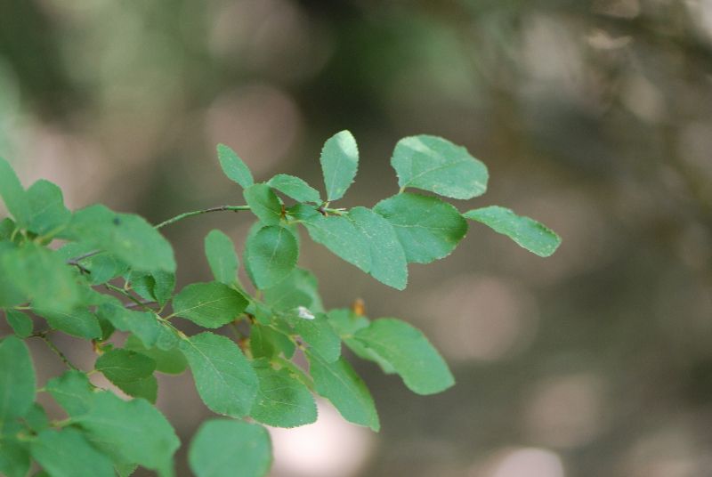 שזיף הדב Prunus ursina