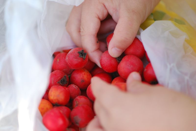 עוזרר אדום Crataegus azarolus