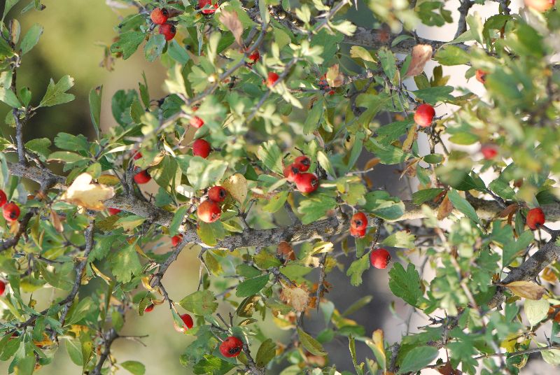 עוזרר אדום Crataegus azarolus
