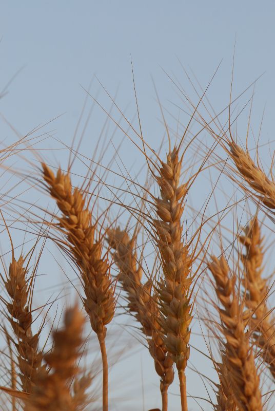 חיטת הבר Triticum dicoccoides, ליקוט צמחים