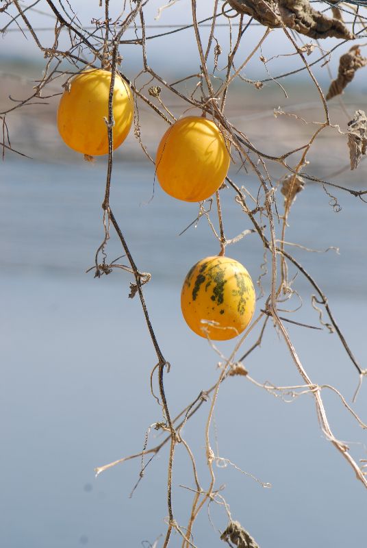 מלפפון משולש - Cucumis acidus, ליקוט, צמחים נדירים