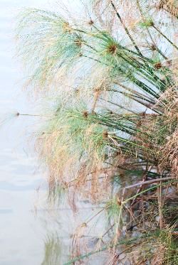 גומא Cyperus, צמחי מים, ליקוט