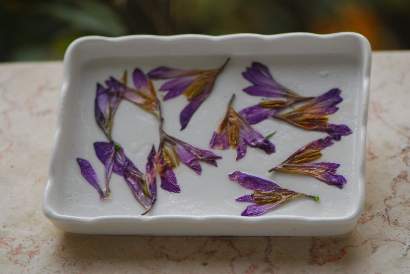 סיפן התבואה Gladiolus italicus. צמחי בר נאכלים,