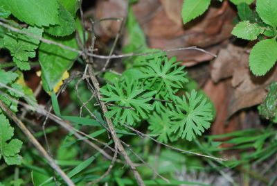 גרניון גזור Geranium dissectum ליקוט, צמחי בר נאכל