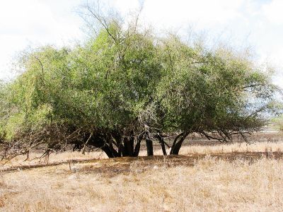 שיזף מצוי Ziziphus spina-christi