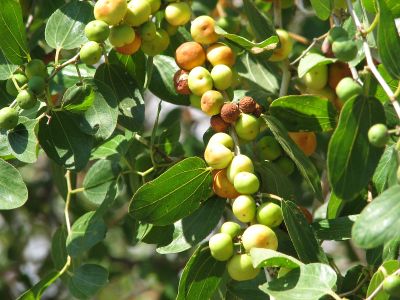 שיזף מצוי Ziziphus spina-christi