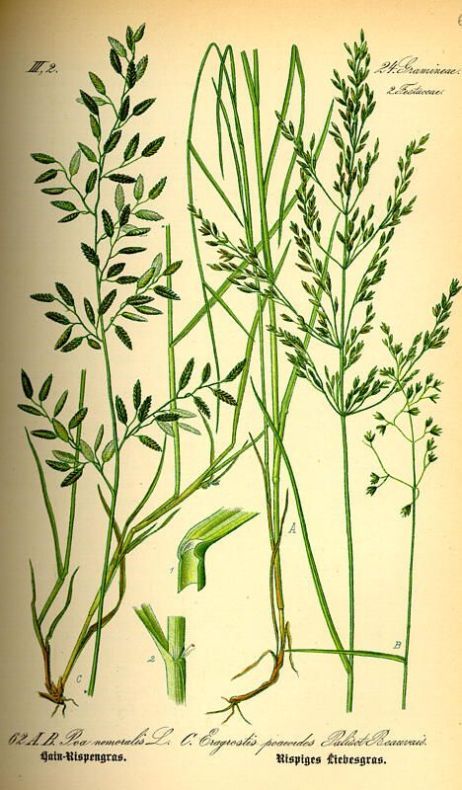 בן חילף טף Eragrostis tef ליקוט צמחי בר