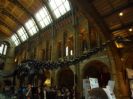 המוזיאון להיסטוריה של הטבע Natural History Museum