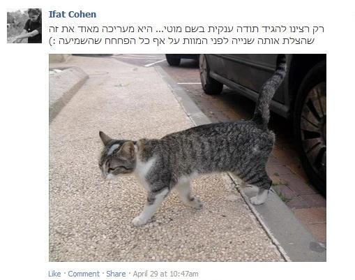 שחר מירון, וטרינר מומלץ, המלצה על וטרינר