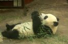 גן החיות של בייג'ינג - Beijing Zoo